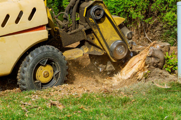 Trusted Middleburg, PA Tree Service Experts